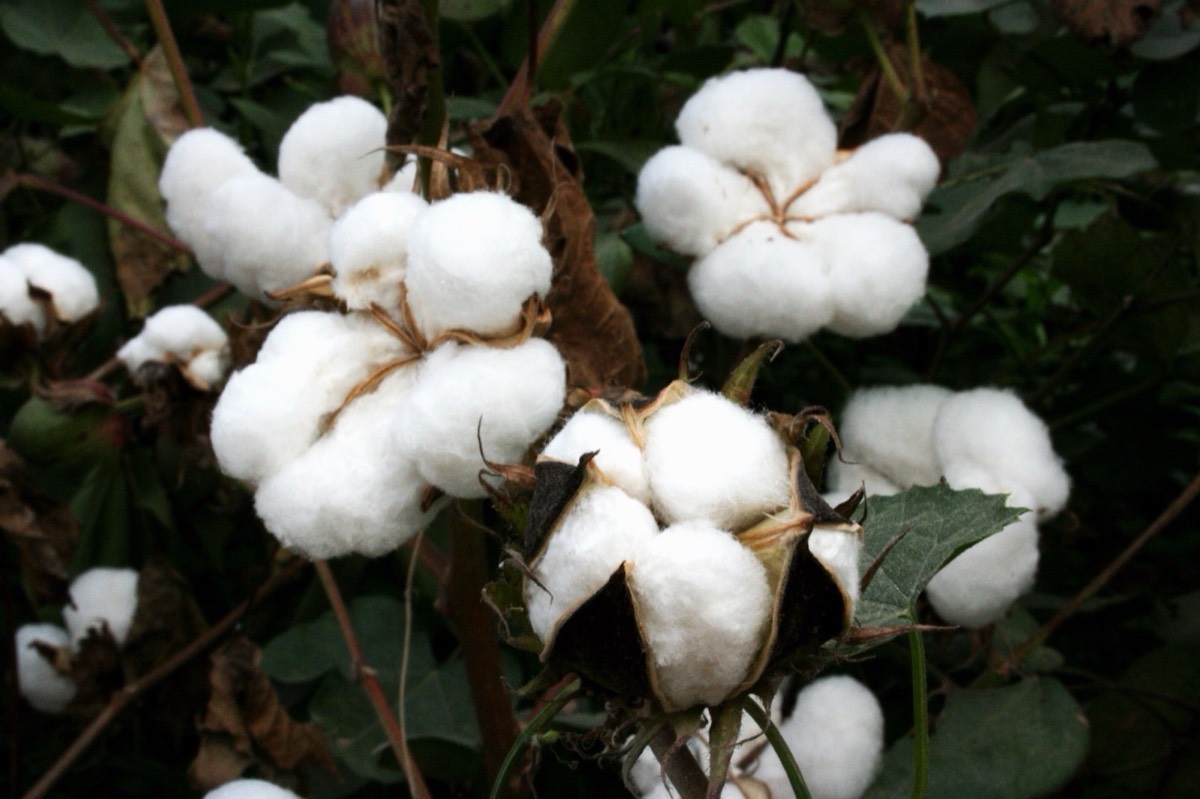 Cotton on the plant